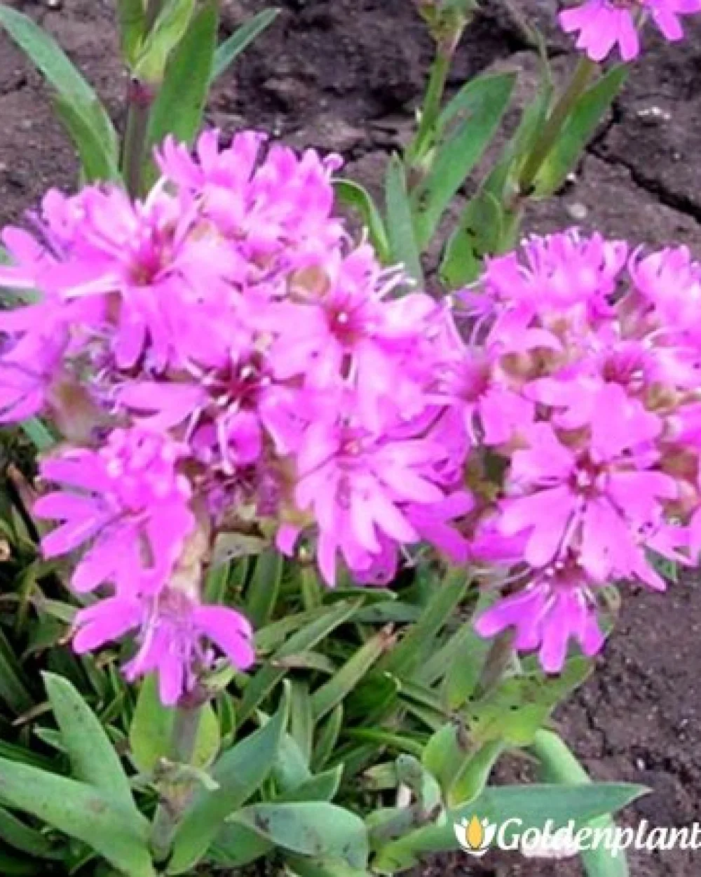 Лихнис: Алпийски