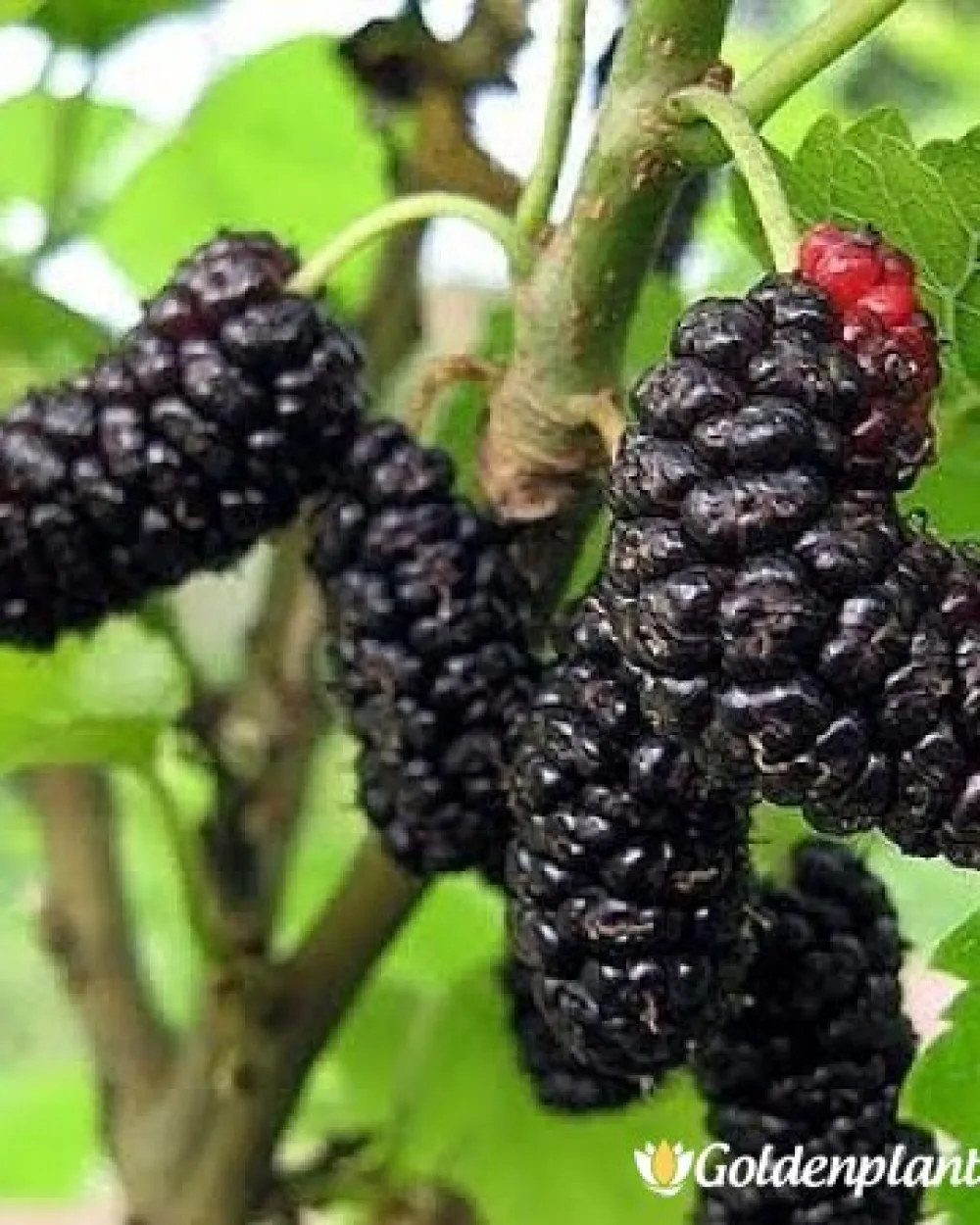 Илинойс, черница