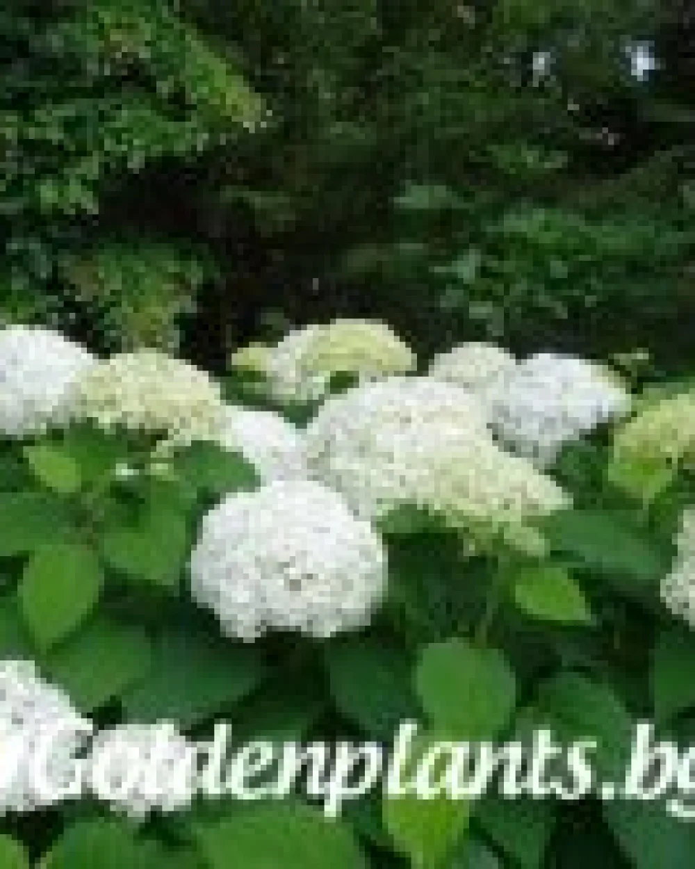 Хортензия бяла · декоративен вид
