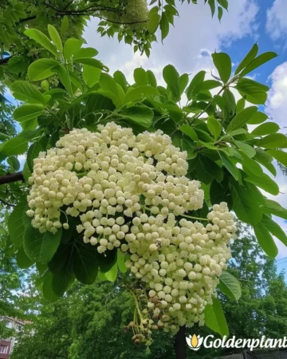 Офика Бяла 120см · декоративен вид