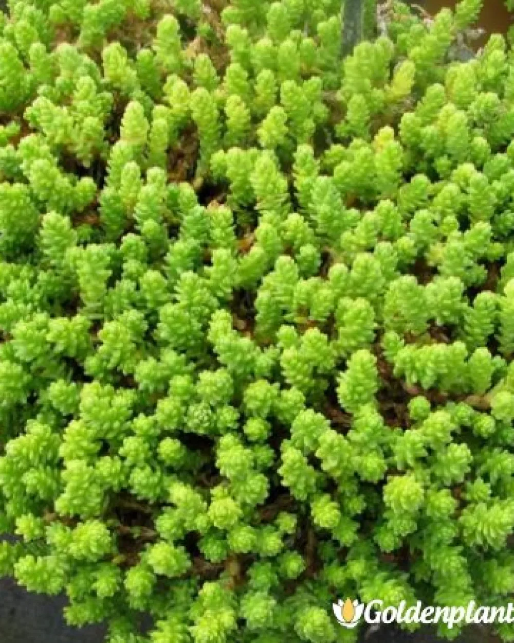 Седум Acre / Лютива Тлъстига · растение за двора