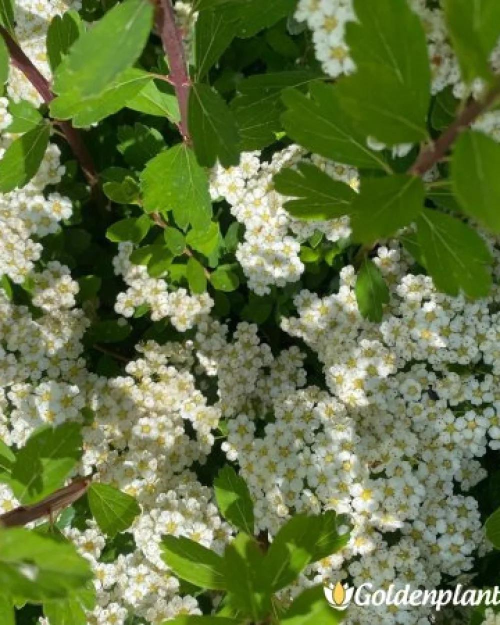 Японика Юнска булка, спирея