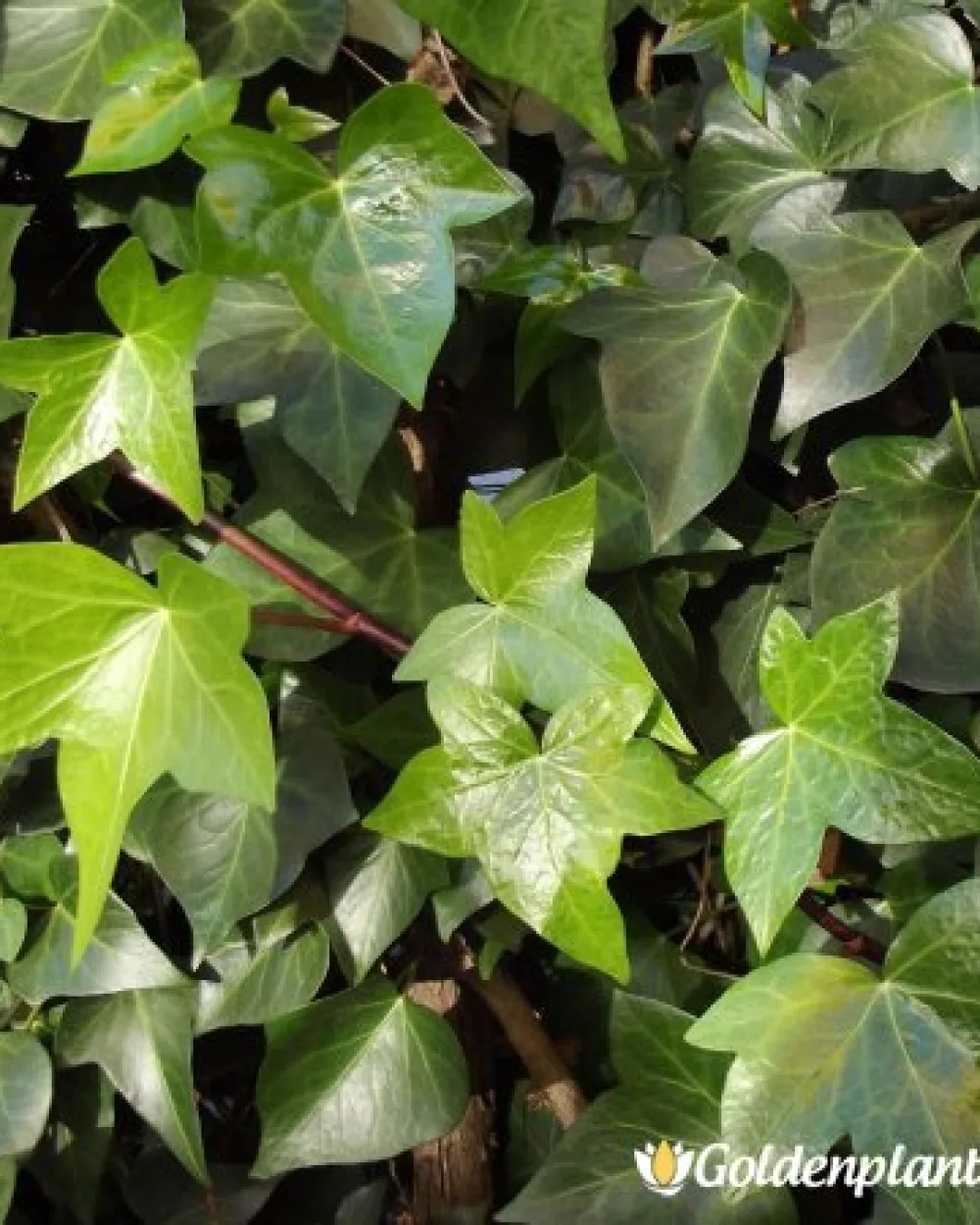 Бръшлян · декоративен вид