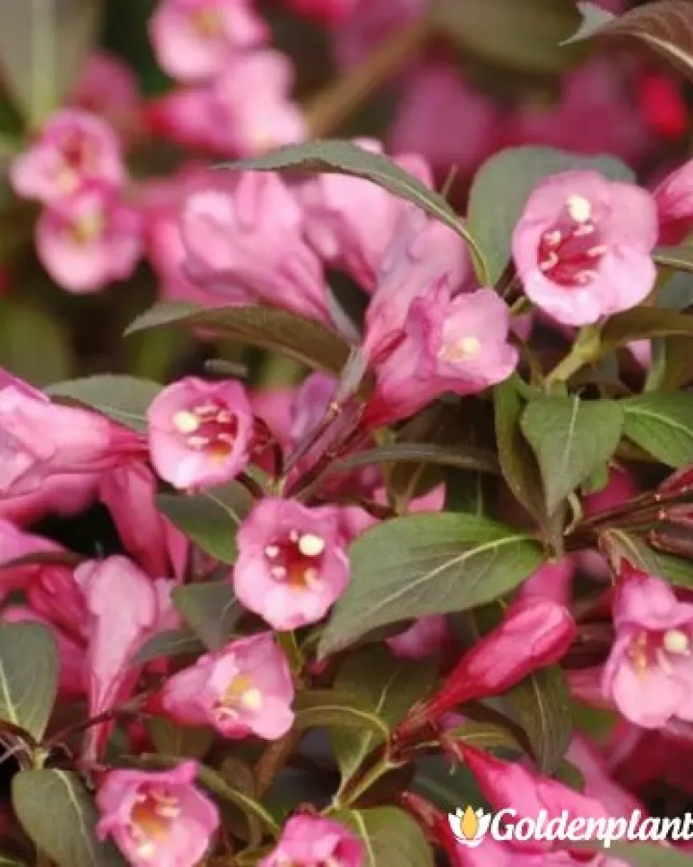 Вайгела florida Purpurea · декоративен вид