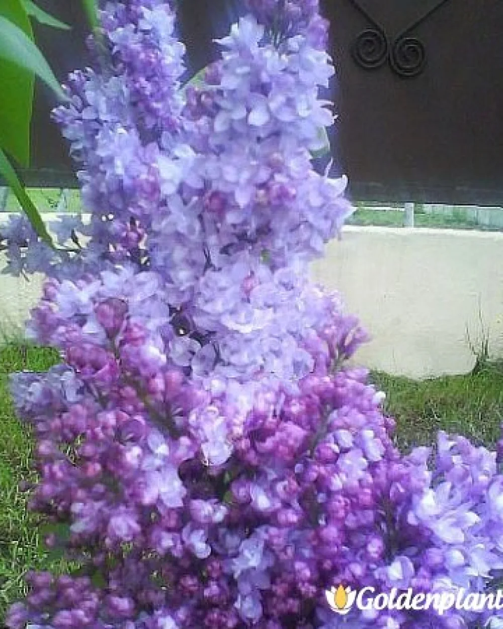 Колхозница · люляк