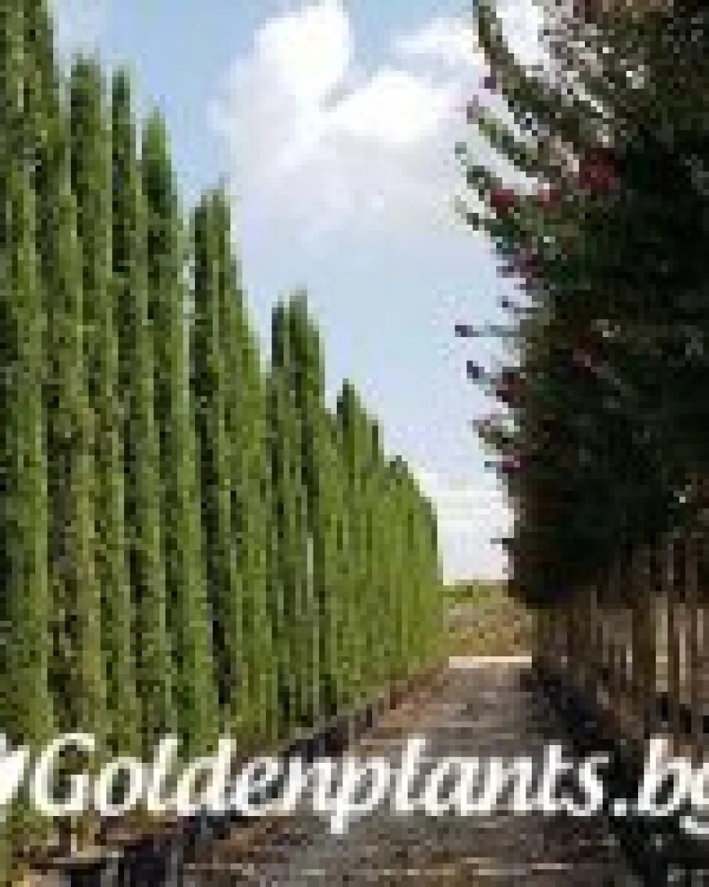 Кипарис: Тотем