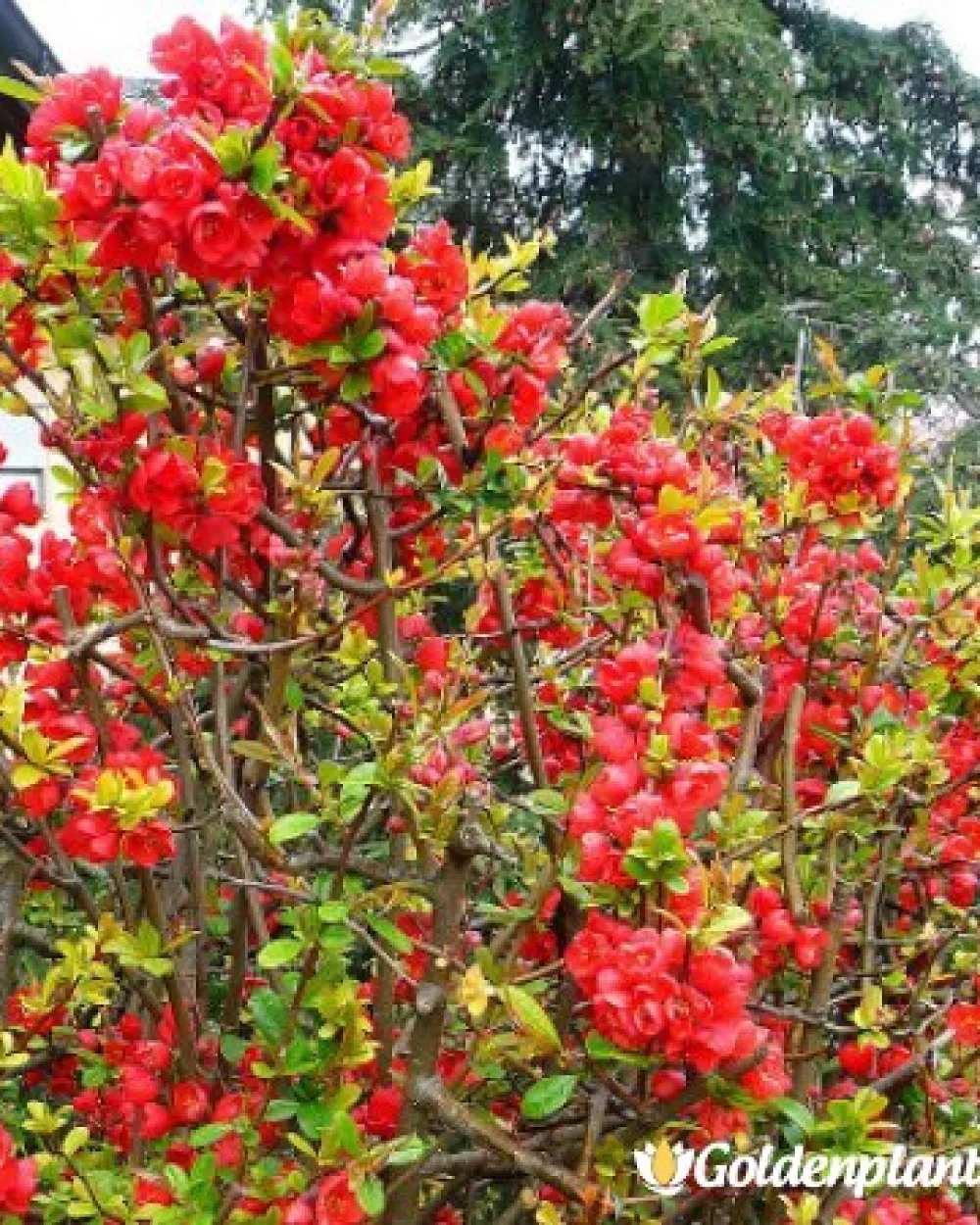 Японска дюля Crimson and Gold · декоративен вид