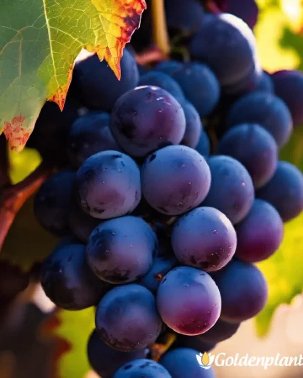 Лоза сорт Каберне Совиньон /Cabernet sauvignon/- ранно зреещ · лоза