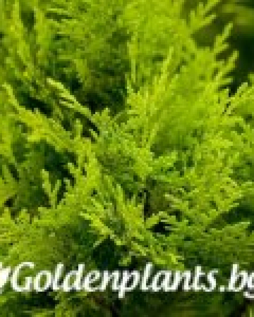 Лъжекипарис Ellwood and ’s Gold · декоративен вид