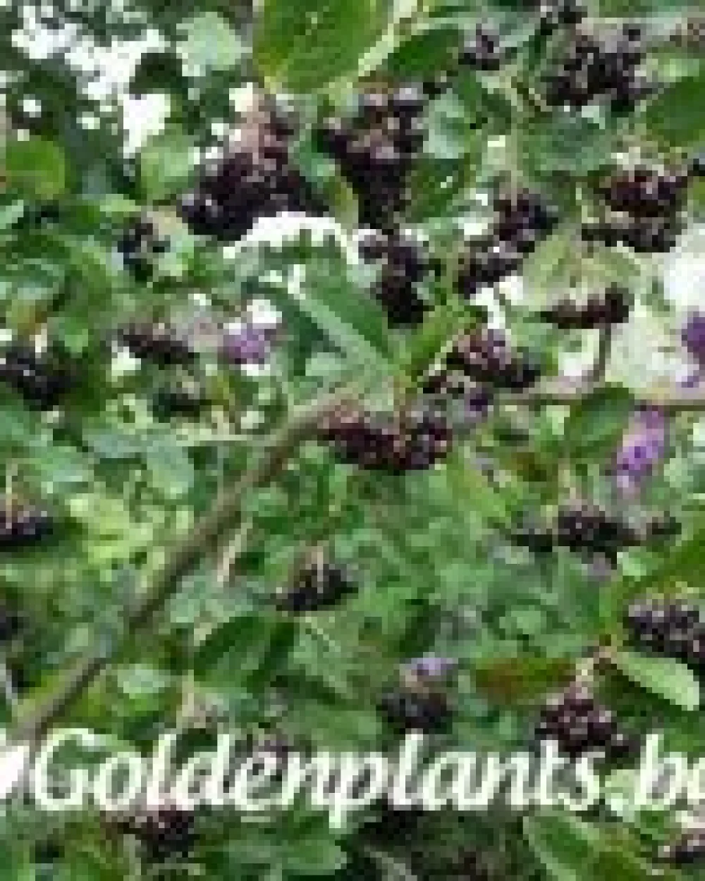 Арония: Хюгин