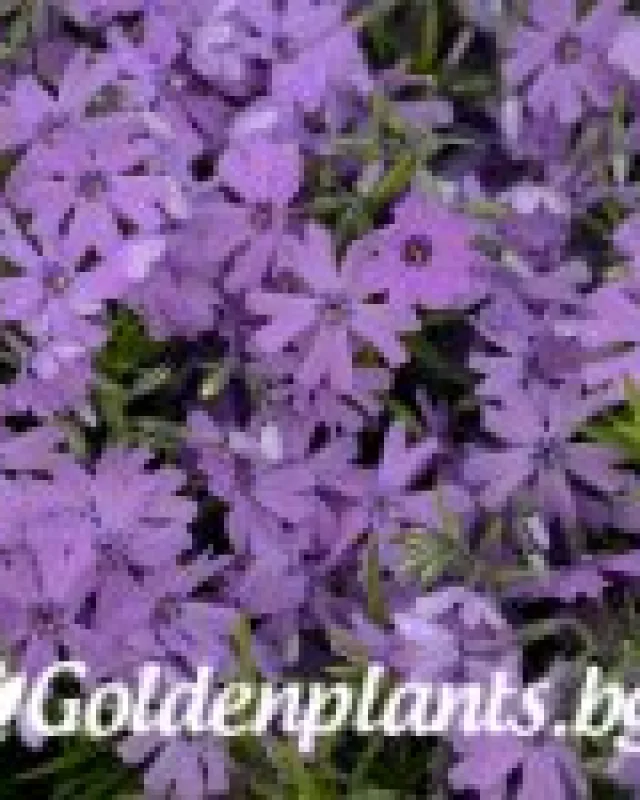 Алпийски Флокс Purple Beauty · растение за двора