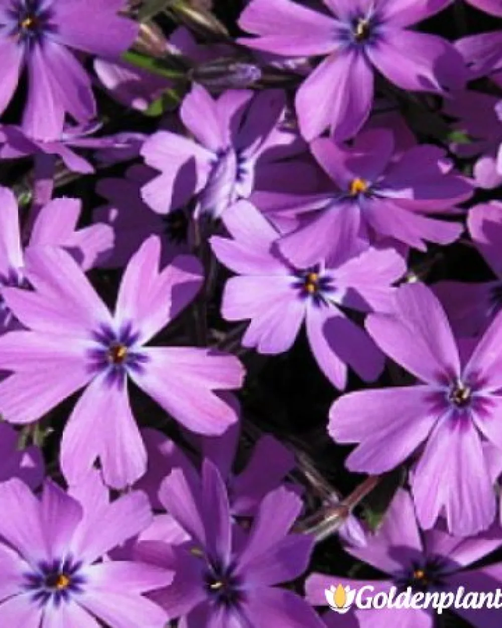 Алпийски Флокс Purple Beauty · растение за двора