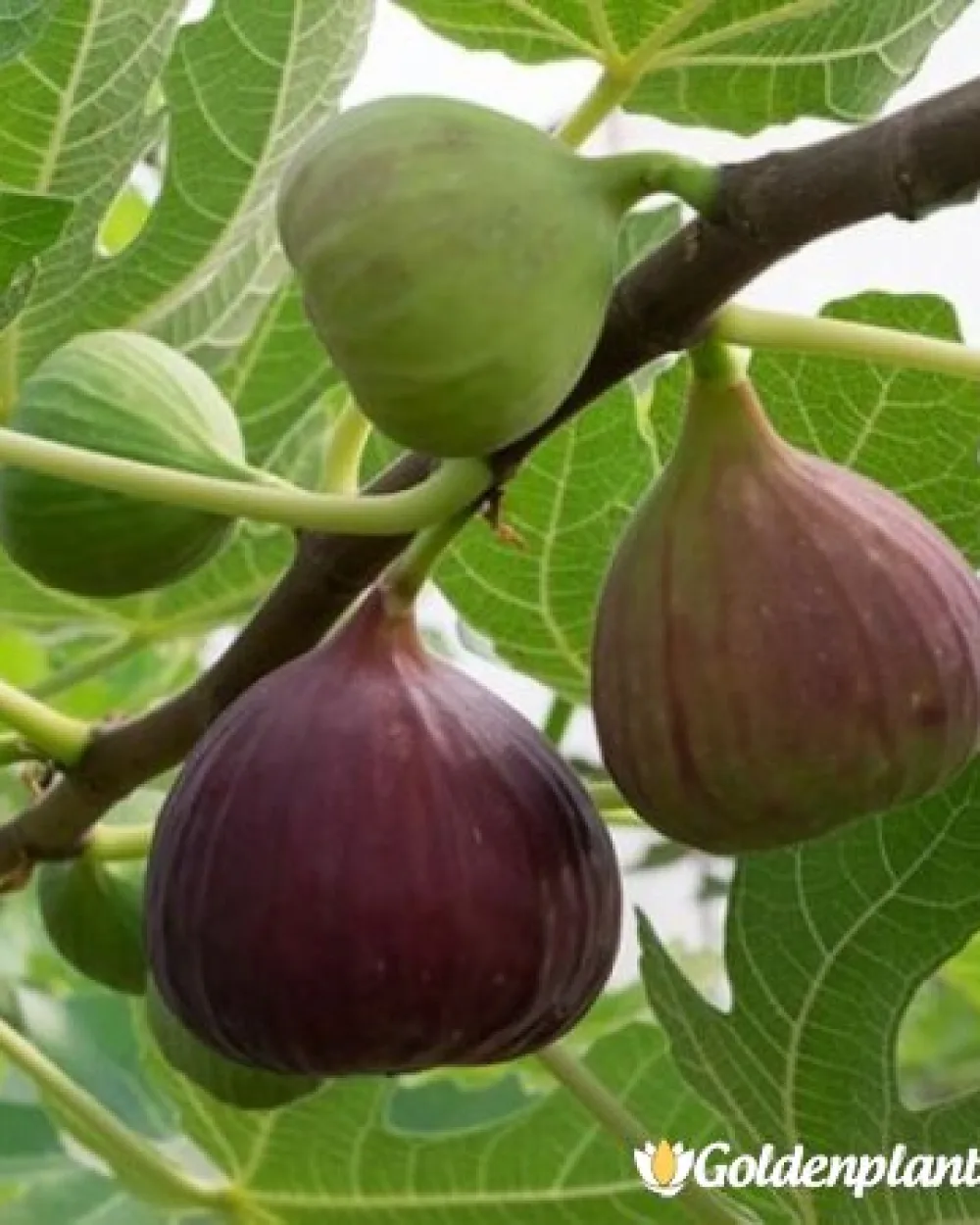 Смокиня в контейнер 40-60см · овощно растение