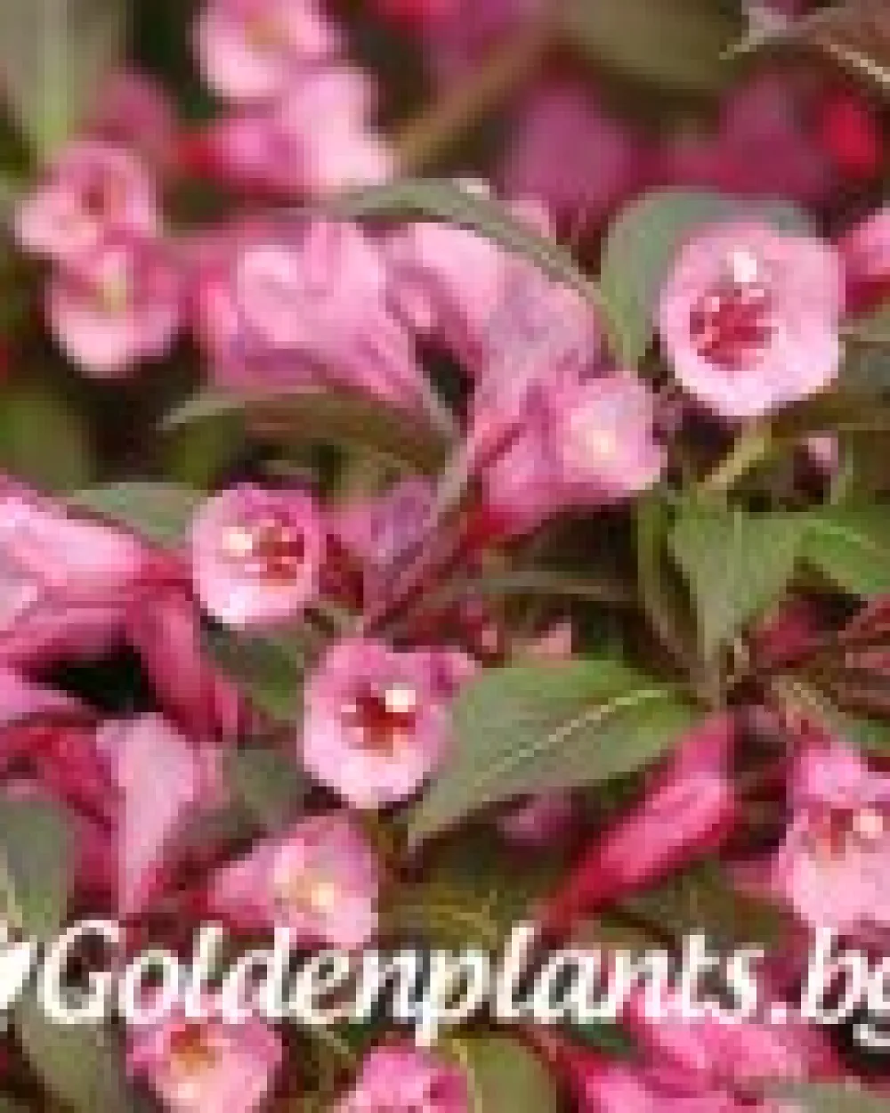 Вайгела florida Purpurea · декоративен вид
