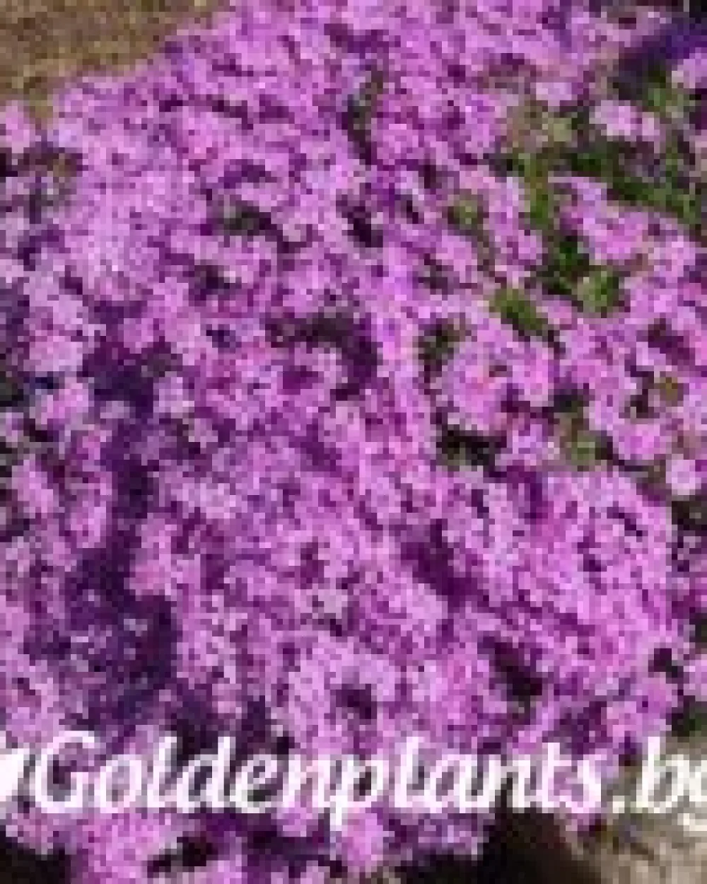Алпийски Флокс Purple Beauty · растение за двора