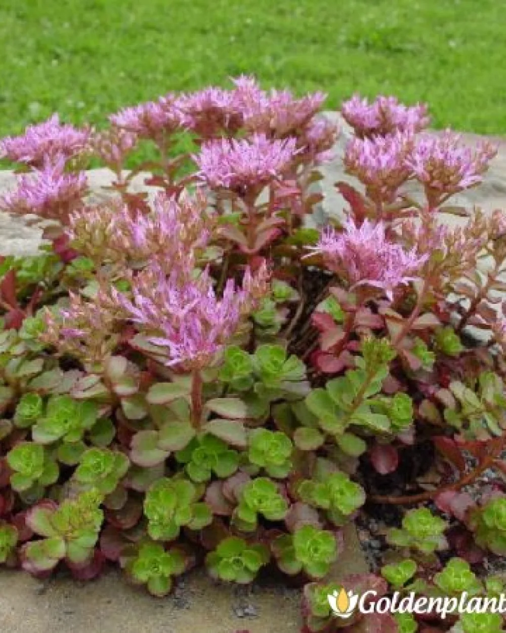 Флудаглут · седум