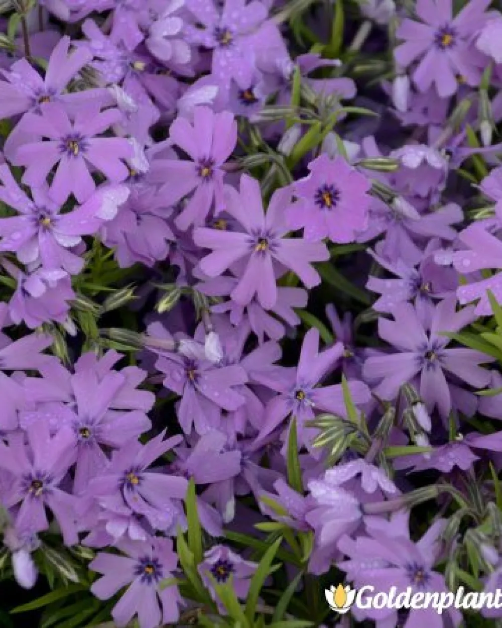 Алпийски Флокс Purple Beauty · растение за двора