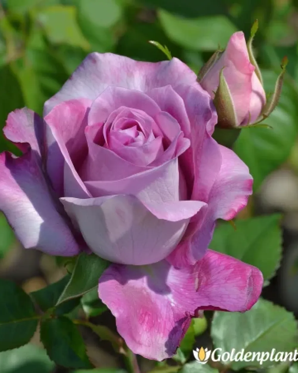 Роза: Тропическа Хармония (гол корен)
