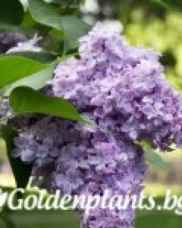 Люляк: Мишел Бюхнер