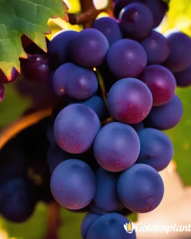 Лоза сорт Каберне Совиньон /Cabernet sauvignon/- ранно зреещ · лоза