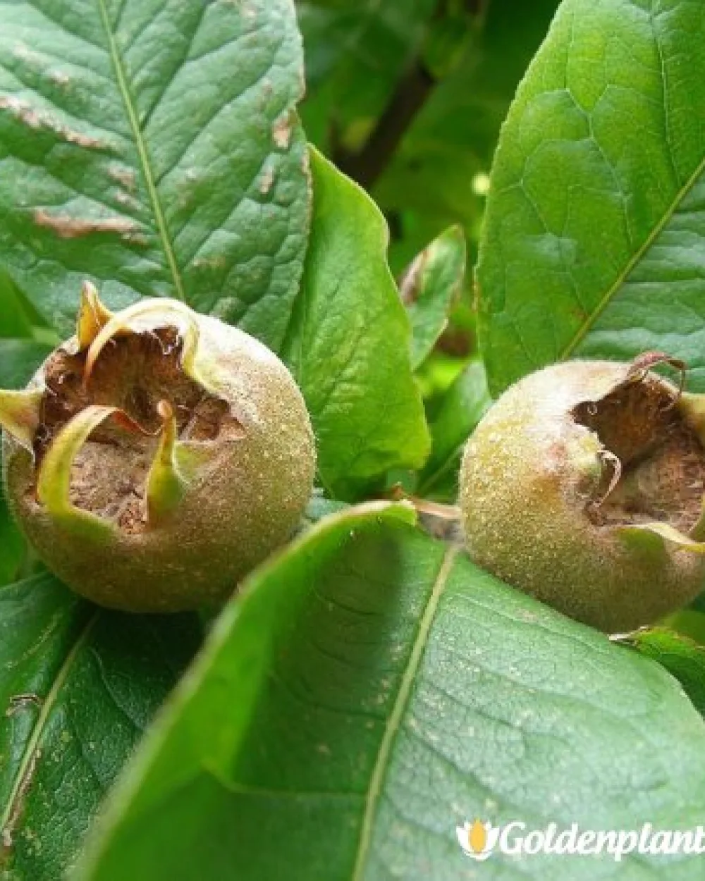 Обикновена Мушмула · овощно растение (контейнерно)