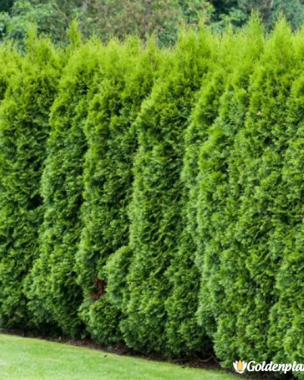 Туя смарагд 50-60см · декоративен вид