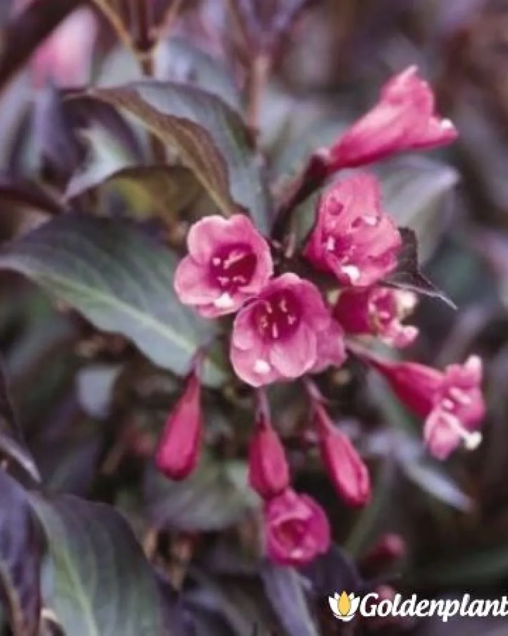 Вайгела florida Purpurea · декоративен вид