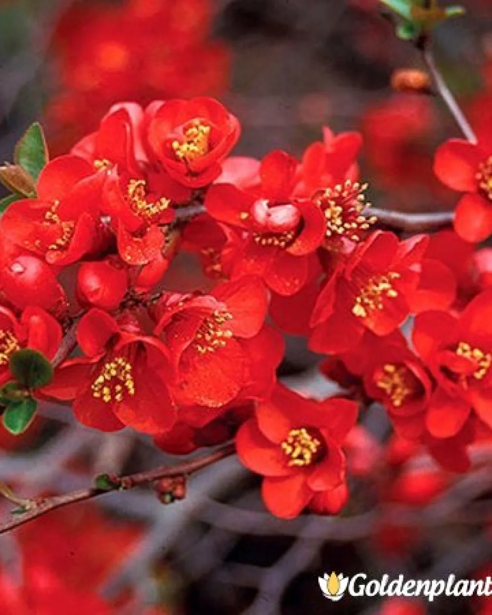 Японска дюля Crimson and Gold · декоративен вид