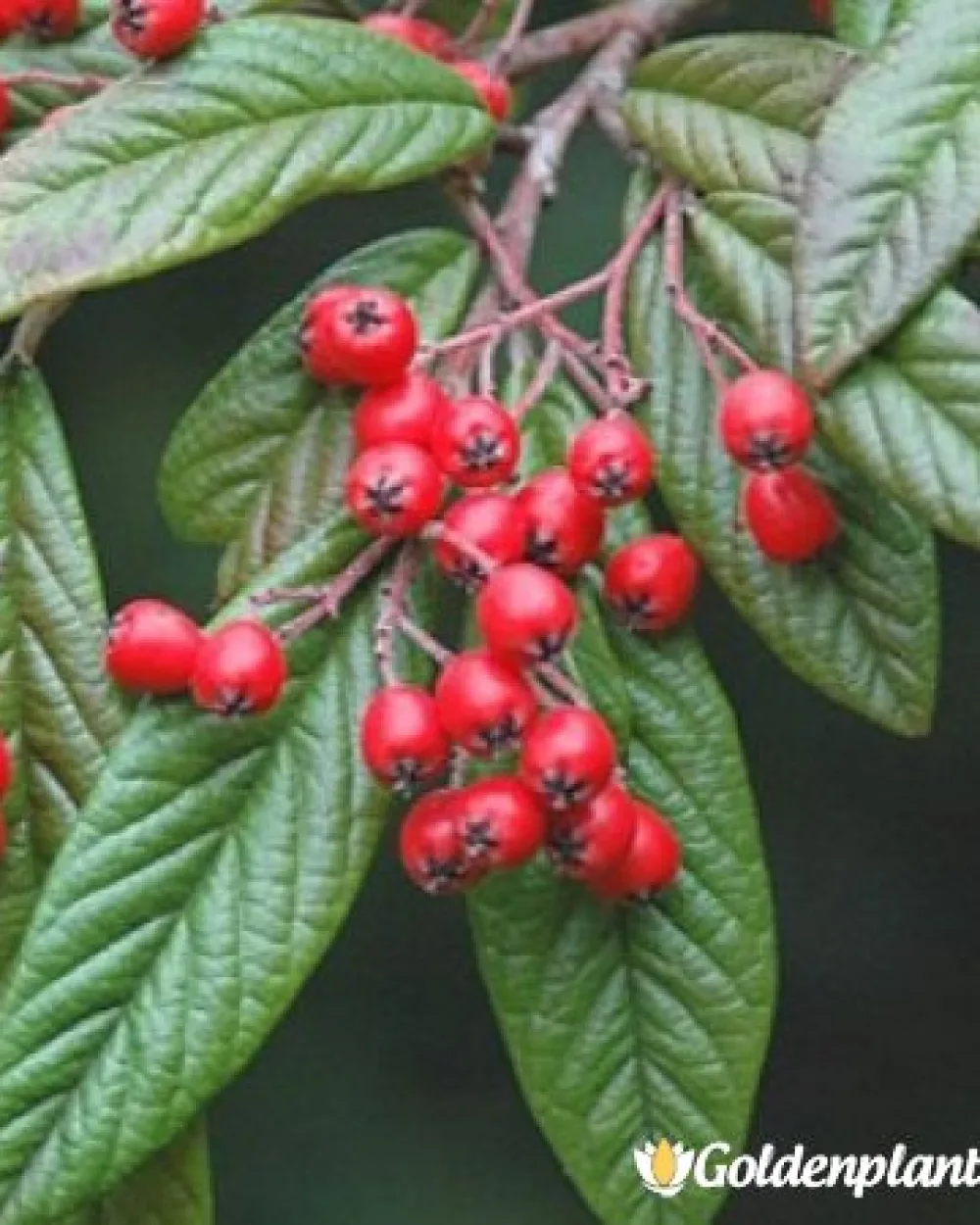 Котонеастър Salicifolia · растение за плет