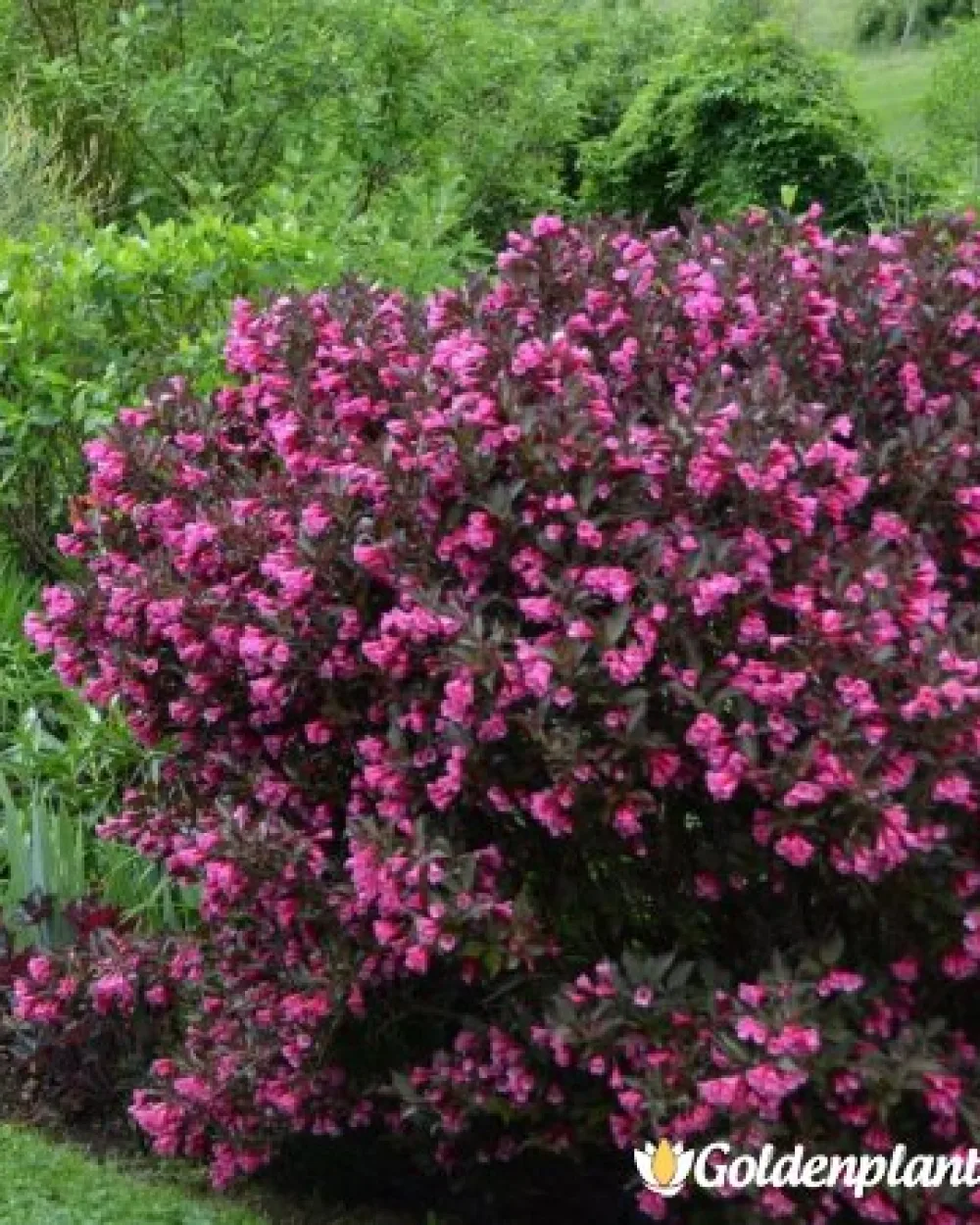 Вайгела florida Purpurea · декоративен вид