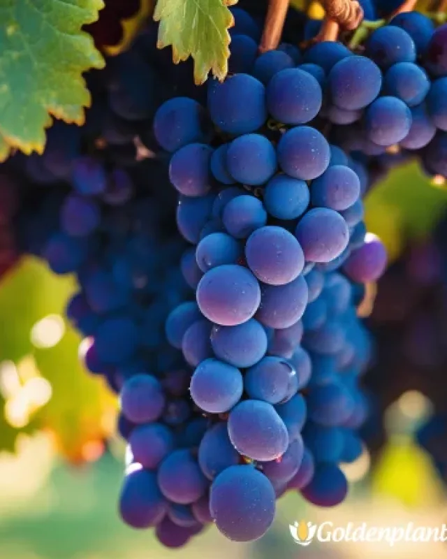 Лоза сорт Сира /Syrah/- ранно зреещ · лоза