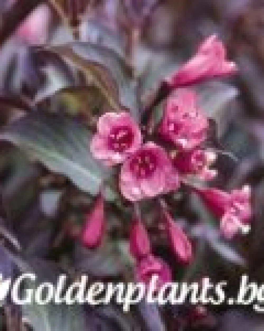 Вайгела florida Purpurea · декоративен вид