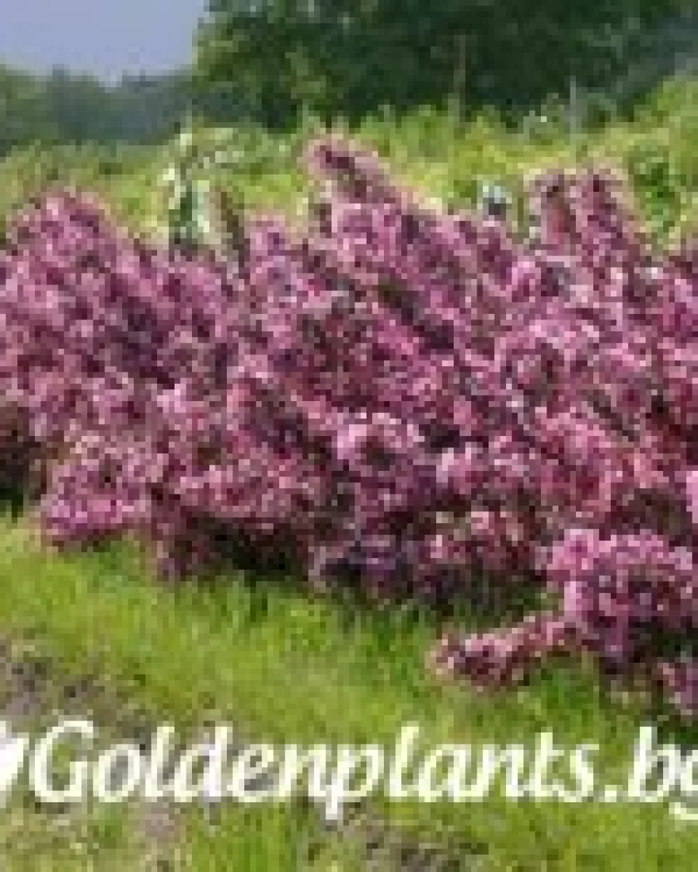 Вайгела florida Purpurea · декоративен вид