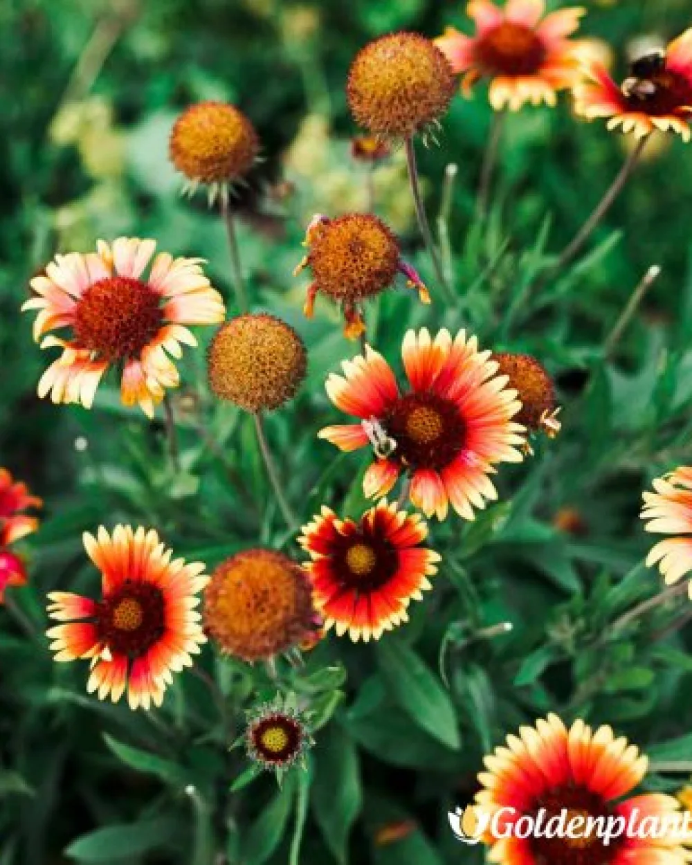 Гайлардия оранжева / Gaillardia · цвете за леха