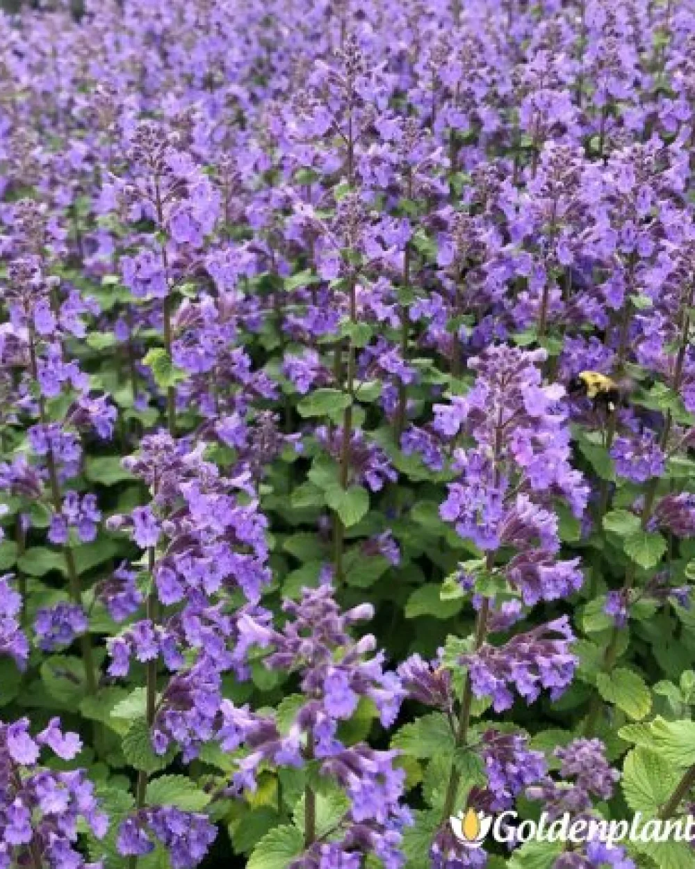 Непета - Котешка трева Синьо чудо · декоративен вид