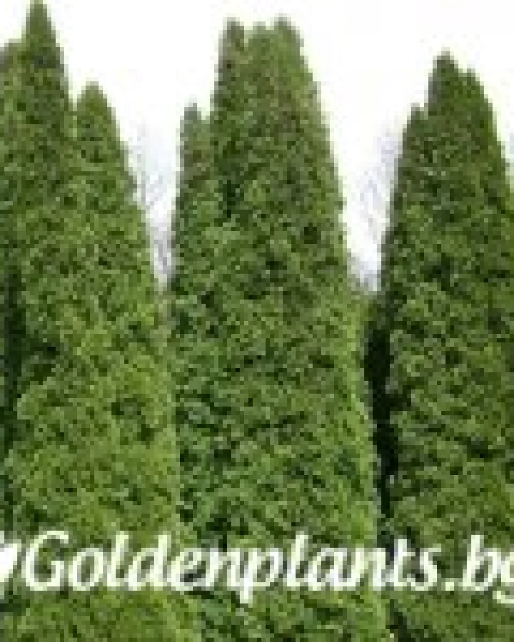 Западна туя malonyana 20-30 см. · декоративен вид