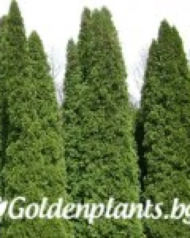 Западна туя malonyana 20-30 см. · декоративен вид