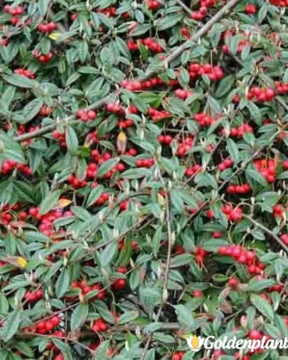 Котонеастър Salicifolia · растение за плет