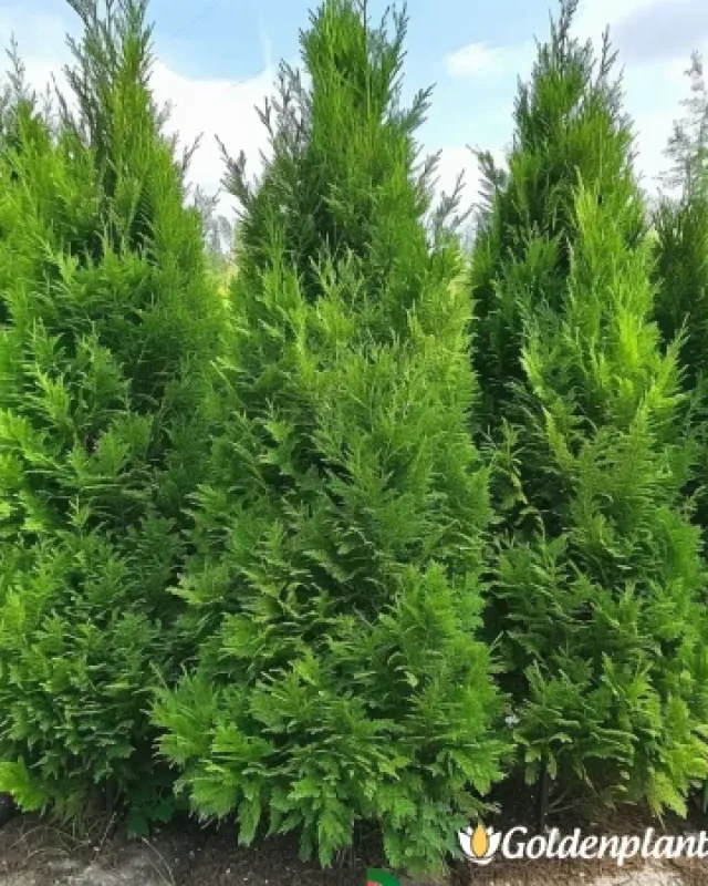 Западна Туя Атровиренс · растение за плет