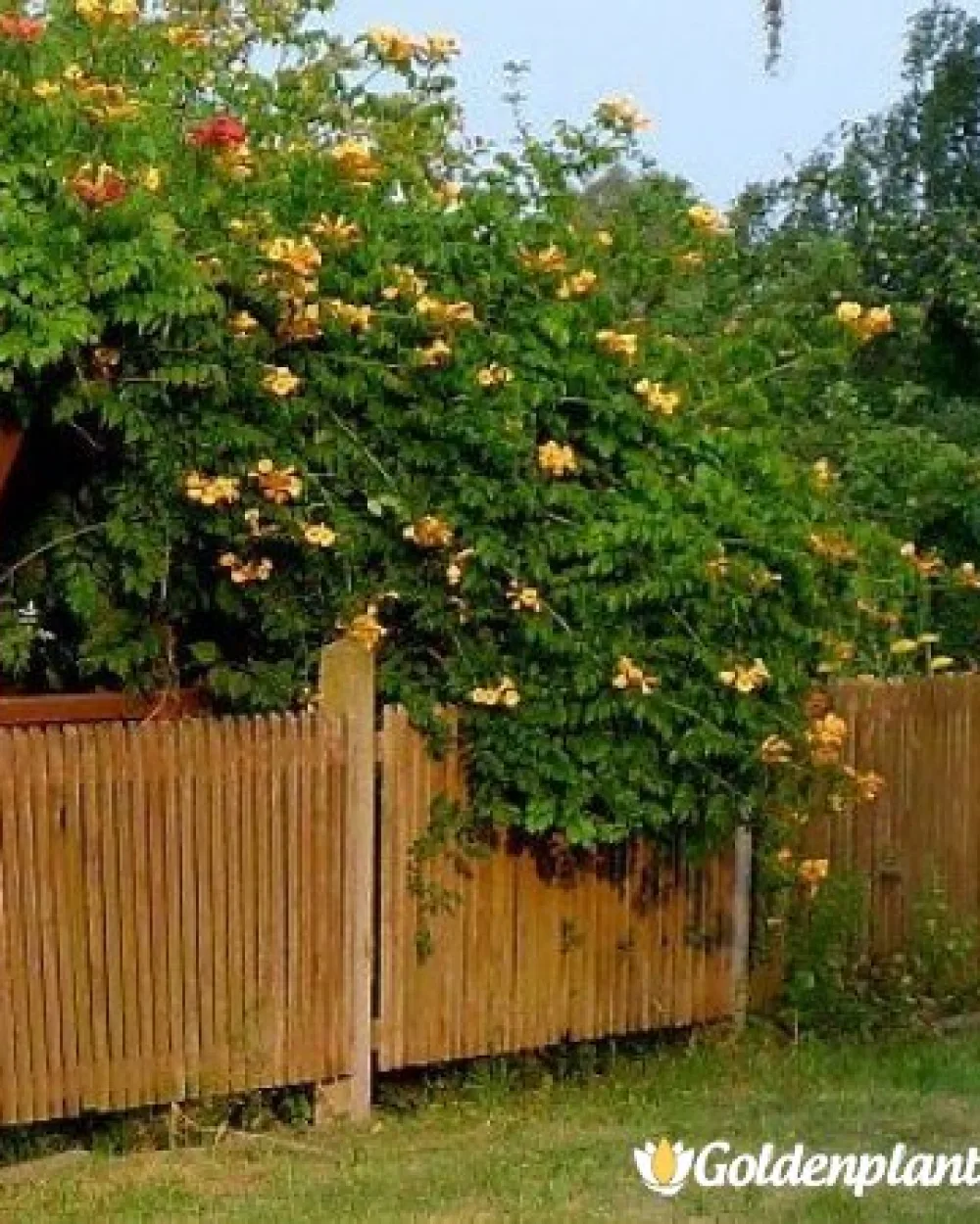Тромпетна лоза - Текома Флава · декоративен вид