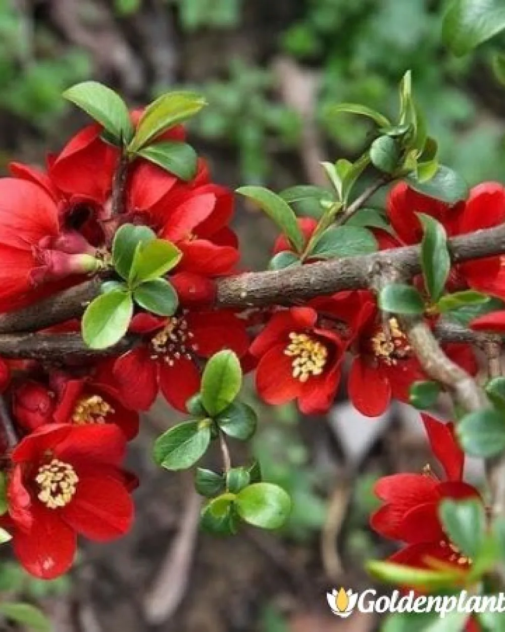 Японска дюля Crimson and Gold · декоративен вид