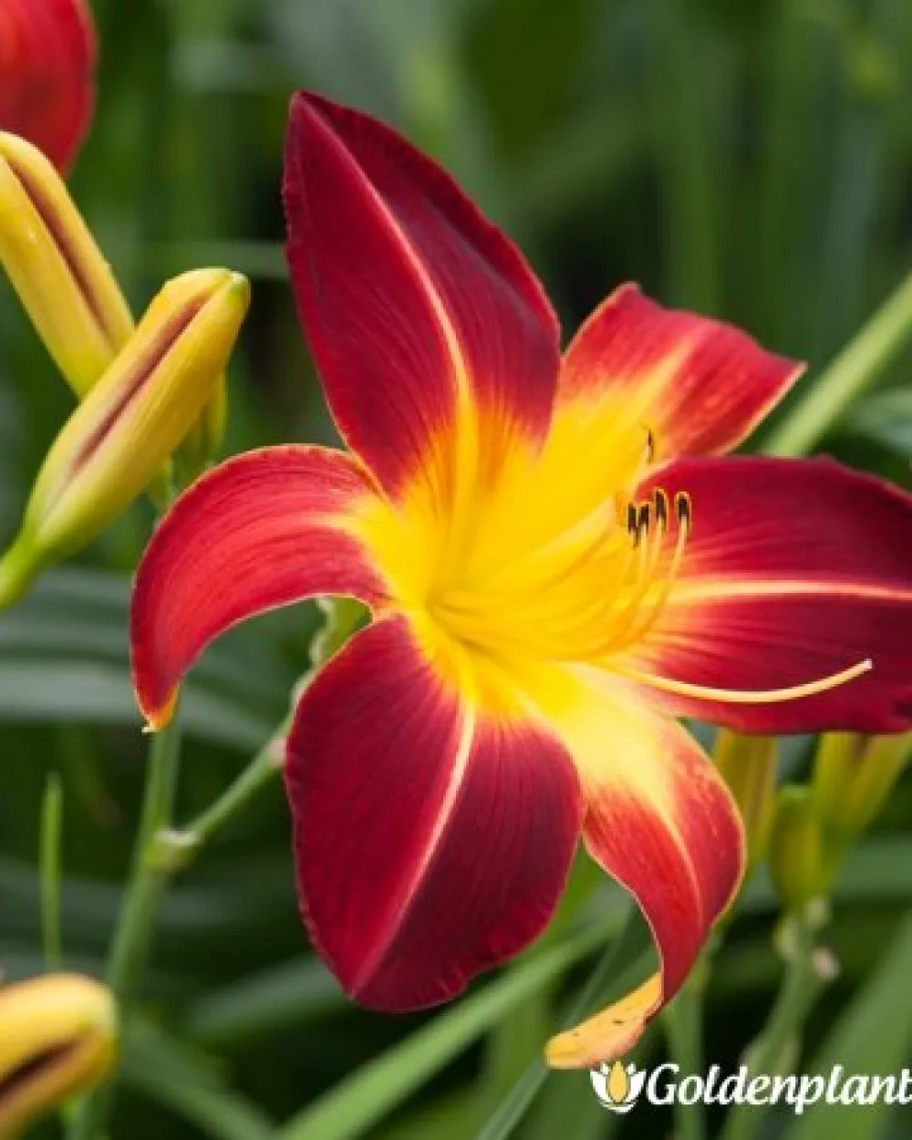 Хемерокалис /Hemerocallis · цвете за леха