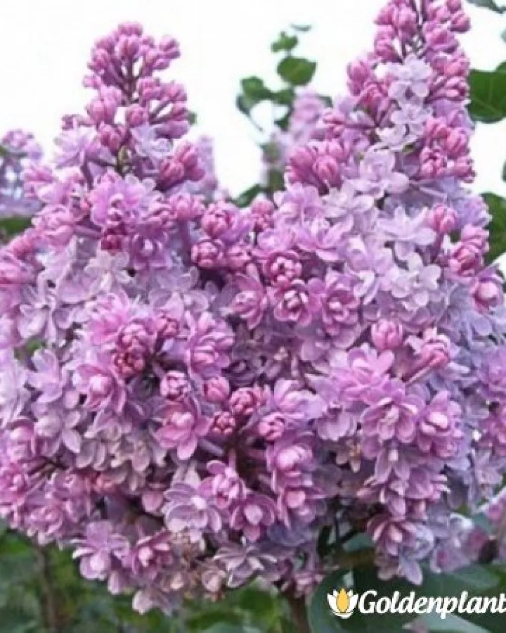 Колхозница · люляк