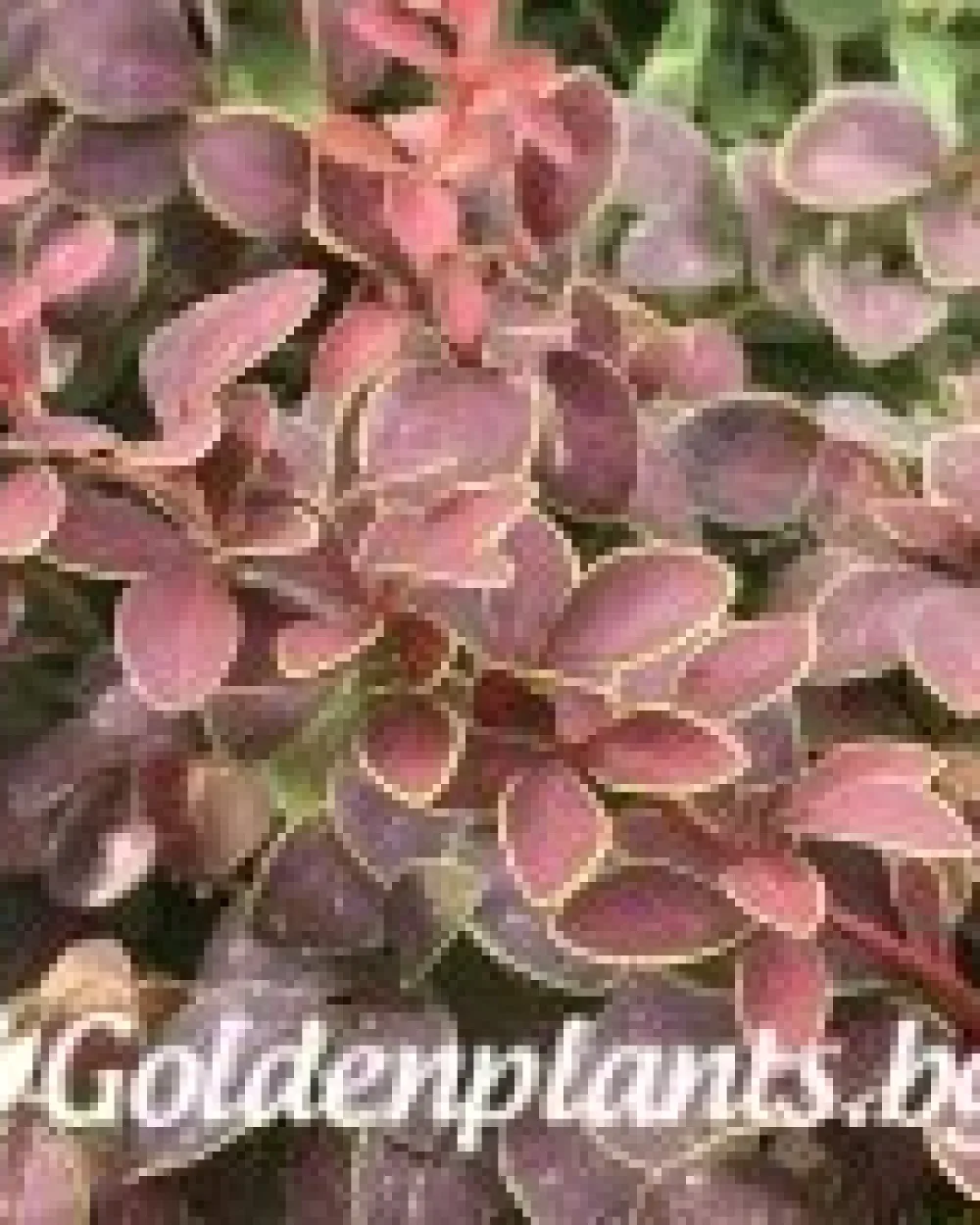 Берберис Golden Ring - 10-15 см · растение за плет