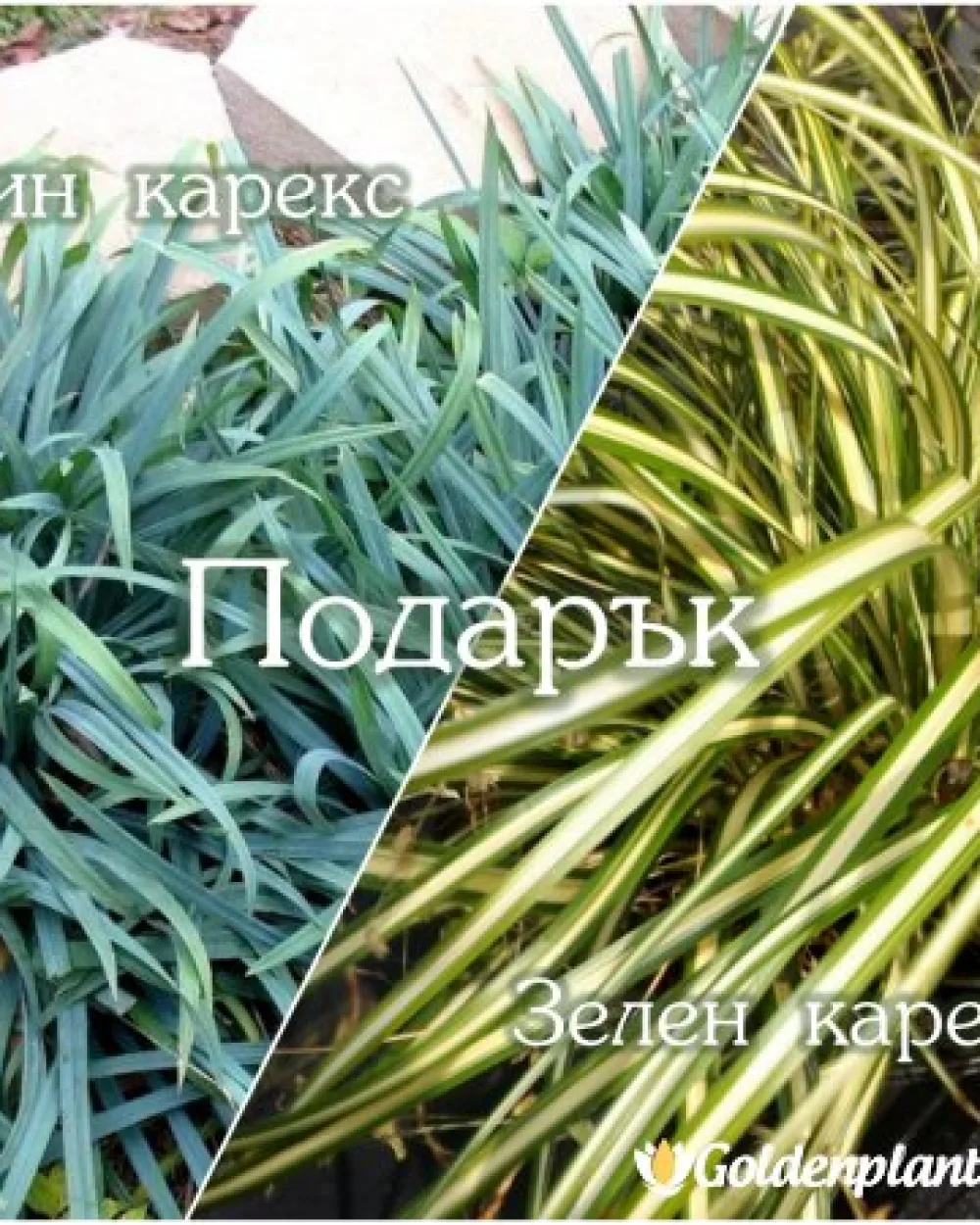 Колекция Декоративни треви - 5 бр. на промоционална цена + подарък 2 бр. · декоративен вид
