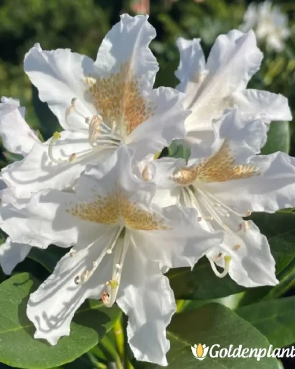 Рододендрон Бяло на Кънингам · декоративен вид