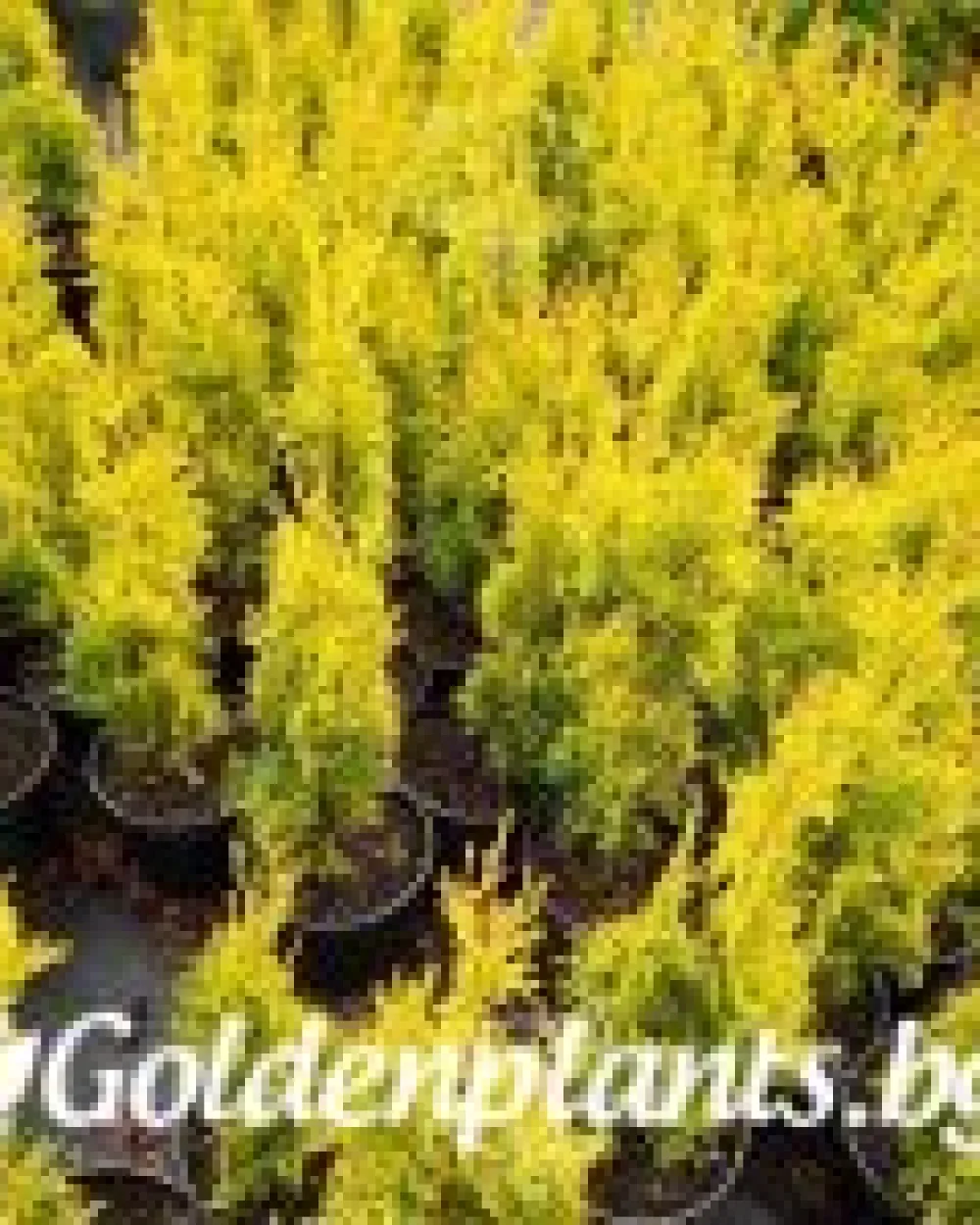Западна туя Malonyana Aurea · декоративен вид