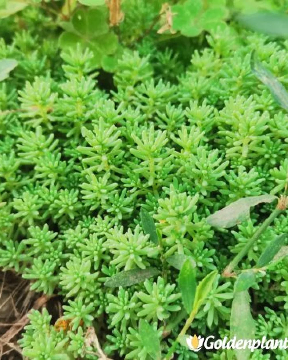 Седум green carpet зелен · растение за двора
