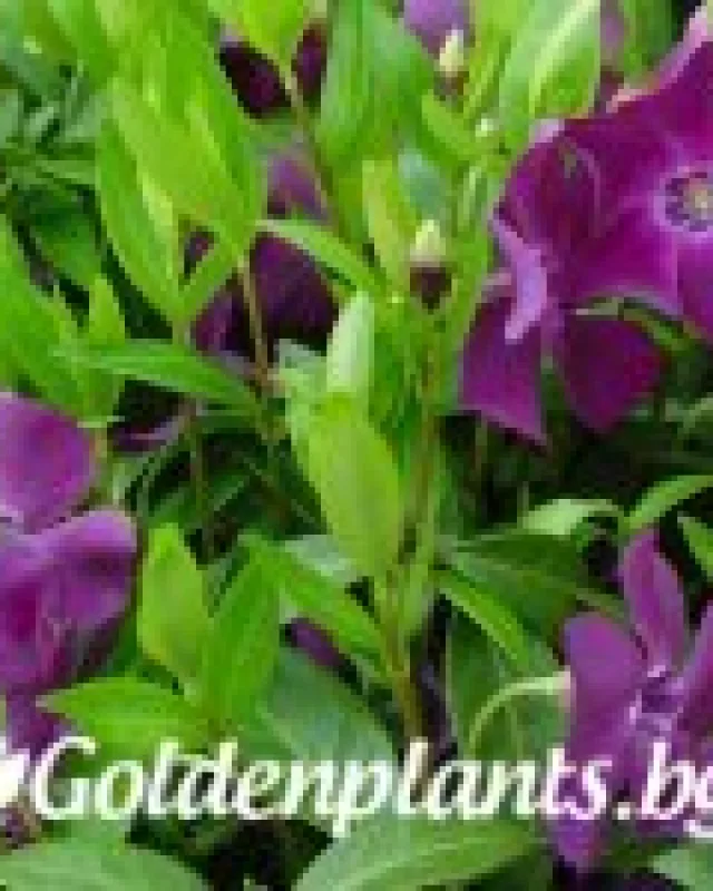 Малка винка Атропурпурея · цвете за леха