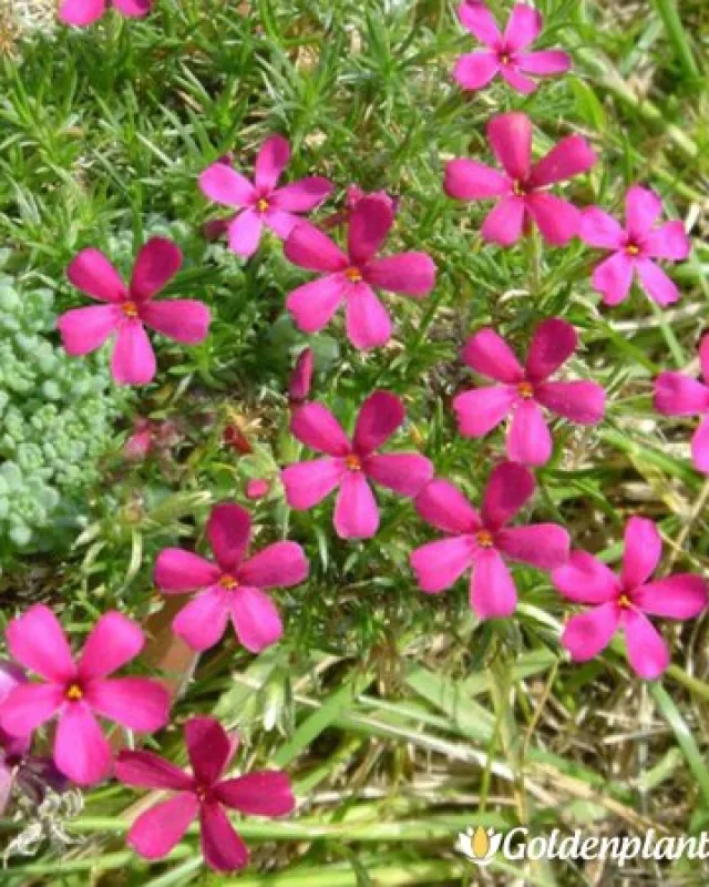 Алпийски Флокс Цикламено червен / Phlox (D) Ochsenblut · растение за двора